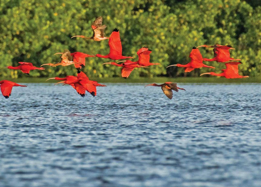 Caroni Bird Sanctuary, Caroni Swamp, Trinidad, Trinidad and Tobago